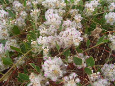 APII jpeg image of Ptilotus axillaris  © contact APII