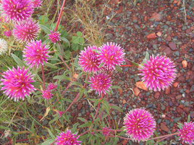 APII jpeg image of Gomphrena canescens subsp. canescens  © contact APII