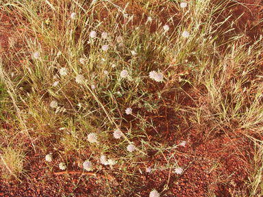 APII jpeg image of Gomphrena kanisii  © contact APII