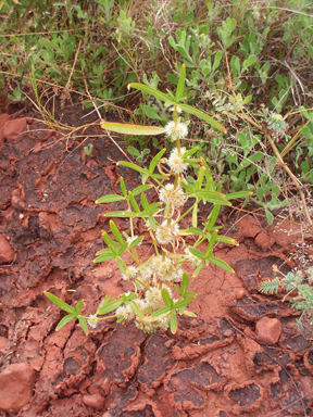 APII jpeg image of Alternanthera nodiflora  © contact APII