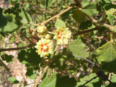 APII jpeg image of Androcalva luteiflora  © contact APII