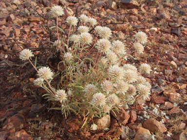 APII jpeg image of Gomphrena kanisii  © contact APII