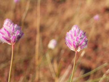 APII jpeg image of Ptilotus schwartzii  © contact APII