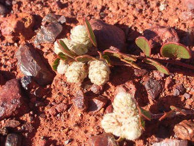 APII jpeg image of Ptilotus aervoides  © contact APII