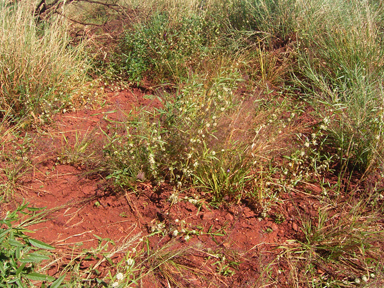 APII jpeg image of Alternanthera nodiflora  © contact APII