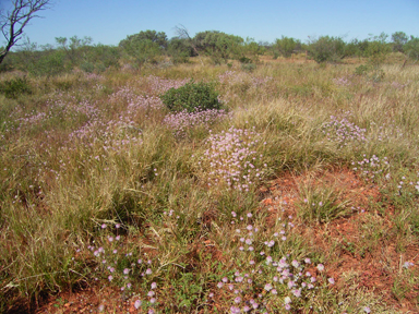 APII jpeg image of Gomphrena affinis subsp. pilbarensis  © contact APII