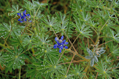 APII jpeg image of Lupinus cosentinii  © contact APII