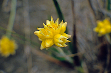 APII jpeg image of Conostylis candicans  © contact APII