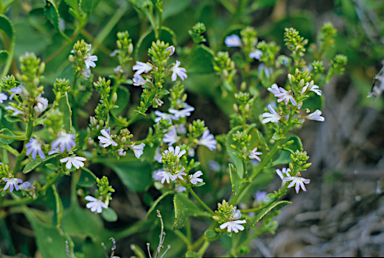 APII jpeg image of Scaevola crassifolia  © contact APII