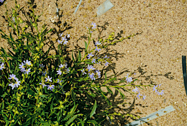 APII jpeg image of Scaevola porocarya  © contact APII