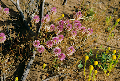 APII jpeg image of Ptilotus drummondii  © contact APII