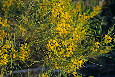 APII jpeg image of Acacia ashbyae  © contact APII