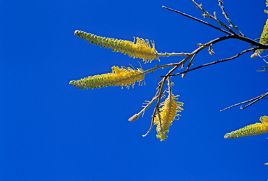 APII jpeg image of Grevillea eriostachya  © contact APII