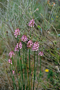 APII jpeg image of Stylidium junceum  © contact APII