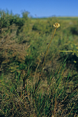 APII jpeg image of Dasypogon obliquifolius  © contact APII