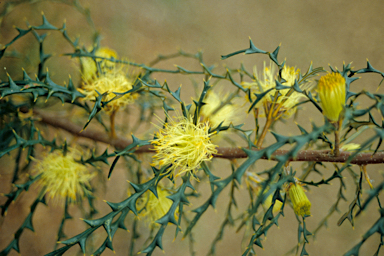 APII jpeg image of Banksia hewardiana  © contact APII