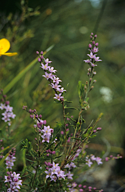 APII jpeg image of Philotheca spicata  © contact APII