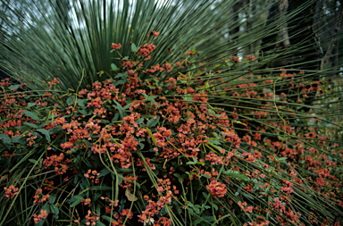 APII jpeg image of Kennedia coccinea  © contact APII