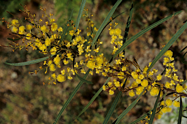 APII jpeg image of Acacia dentifera  © contact APII