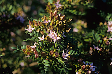 APII jpeg image of Boronia alata  © contact APII