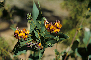 APII jpeg image of Daviesia cordata  © contact APII