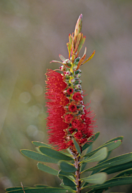 APII jpeg image of Callistemon glaucus  © contact APII