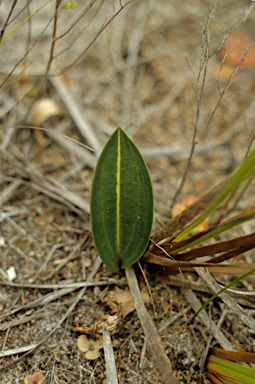 APII jpeg image of Cryptostylis ovata  © contact APII