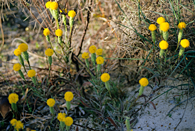 APII jpeg image of Helipterum craspedioides  © contact APII