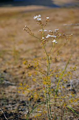 APII jpeg image of Drosera gigantea  © contact APII