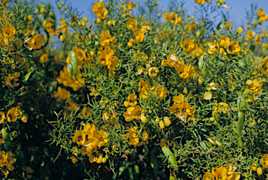 APII jpeg image of Senna artemisioides  © contact APII