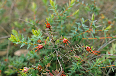 APII jpeg image of Darwinia citriodora  © contact APII