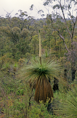 APII jpeg image of Xanthorrhoea preissii  © contact APII