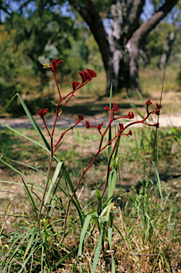 APII jpeg image of Anigozanthos rufus  © contact APII