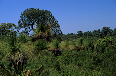 APII jpeg image of Xanthorrhoea preissii  © contact APII