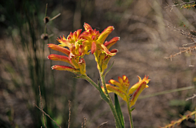 APII jpeg image of Anigozanthos humilis  © contact APII