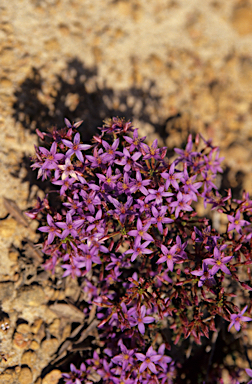 APII jpeg image of Calytrix brevifolia  © contact APII