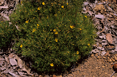 APII jpeg image of Hibbertia huegelii  © contact APII