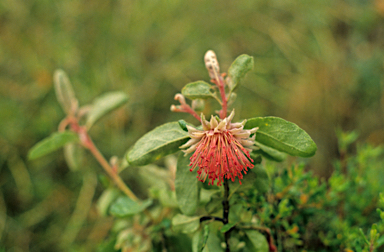 APII jpeg image of Diplolaena dampieri  © contact APII