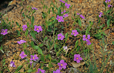 APII jpeg image of Scaevola calliptera  © contact APII