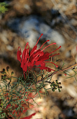 APII jpeg image of Grevillea wilsonii  © contact APII