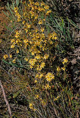 APII jpeg image of Calytrix depressa  © contact APII