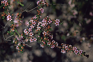 APII jpeg image of Babingtonia camphorosmae  © contact APII