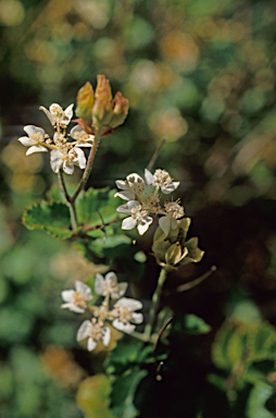 APII jpeg image of Xanthosia rotundifolia  © contact APII