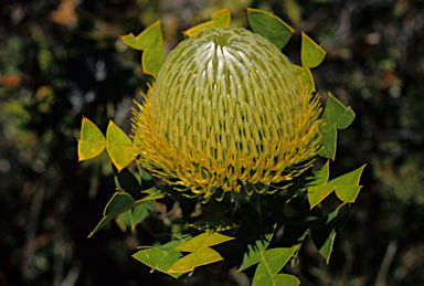 APII jpeg image of Banksia baxteri  © contact APII