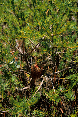 APII jpeg image of Banksia nutans  © contact APII