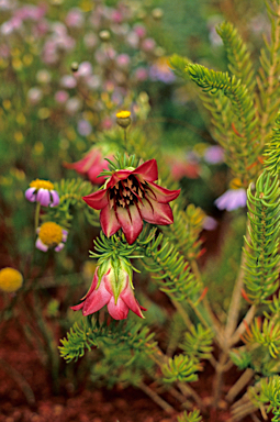 APII jpeg image of Darwinia leiostyla  © contact APII