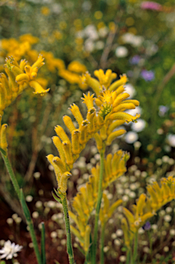 APII jpeg image of Anigozanthos humilis subsp. chrysanthus  © contact APII