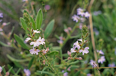 APII jpeg image of Scaevola canescens  © contact APII