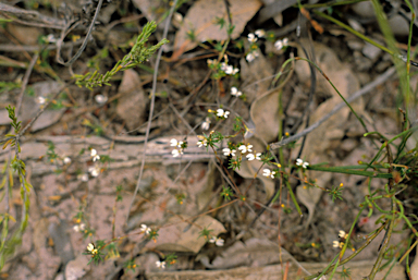 APII jpeg image of Stylidium repens  © contact APII