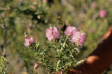 APII jpeg image of Melaleuca subfalcata  © contact APII